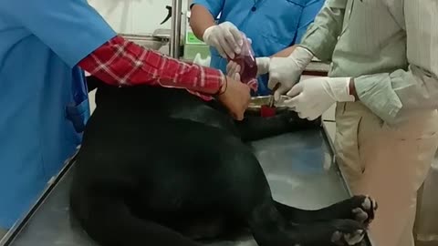 Dog in a Veterinary Hospital