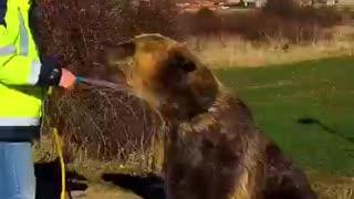 Meanwhile in Russia, man gives a bear a bath