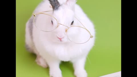Cute Bunny With Eyeglasses 😄😄😂😁😁🤣