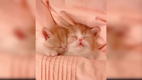 Baby Cats - Cute and Funny Cat Videos