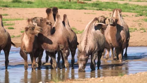 Wildlife Animal Safari Moment