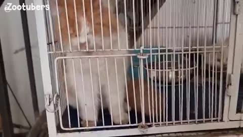Funny cat and kittens Meowing