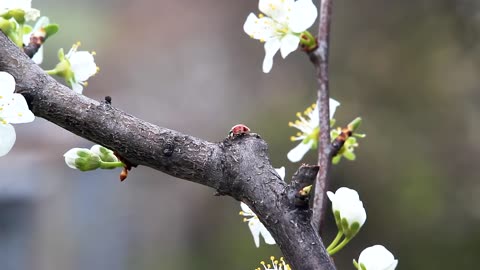 Ladybug at a Tree [Free Stock Video Footage Clips]