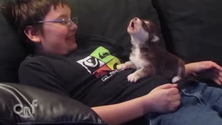 Cute Malamute Husky Puppy Howls Along