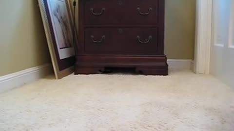 Cat Hides After Move
