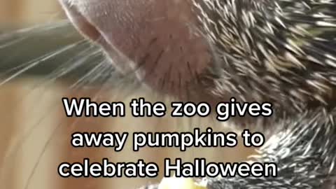 When the zoo gives away pumpkins tor celebrate Halloween
