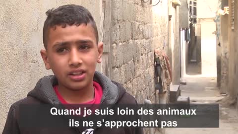Maltraitance des animaux dans les territoires palestiniens