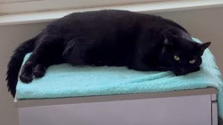Cute Precious Piper Releases Stress in Her Spa - Adopting a Cat from a Shelter Vlog