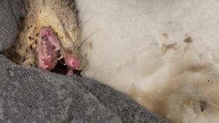 Person Helps Possum After Encounter with Pup