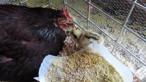 Hen with her chick