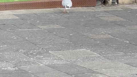 Seagull Steals Sleeping Man's Sandwich