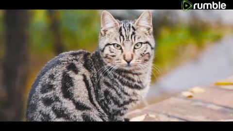 Video Of A Tabby Cat
