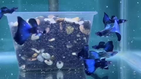 Guppy fish blue Moskow