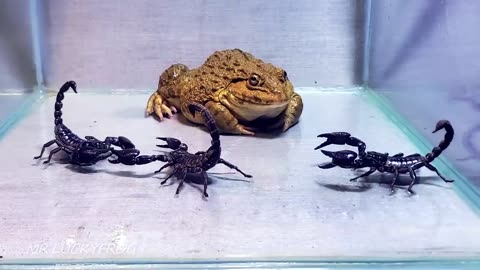 Asian Bullfrog With Big Black Scorpion!