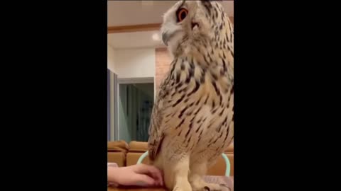 THATS NOT AN OWL…