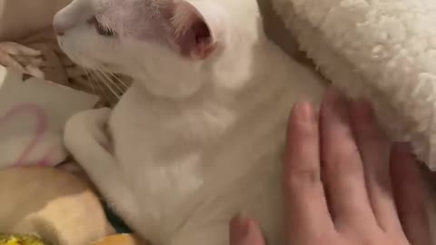 Petting a white cat