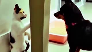 Funny animals being cute