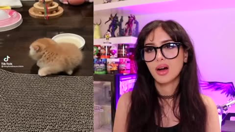 Cutest animal videos on TikTok