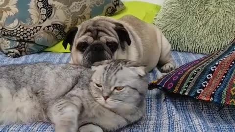 Pug dog and Cat