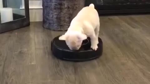 Cachorrito sobre Roomba te alegrará el día
