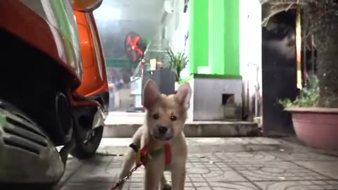 Cute puppies reacts when filmed