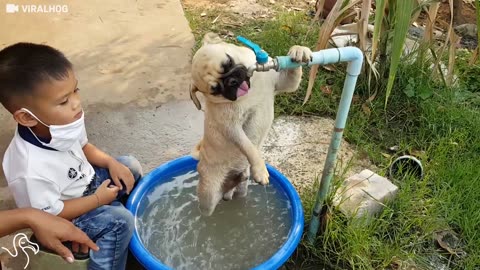 Pug Drinks His Water Right From The Faucet