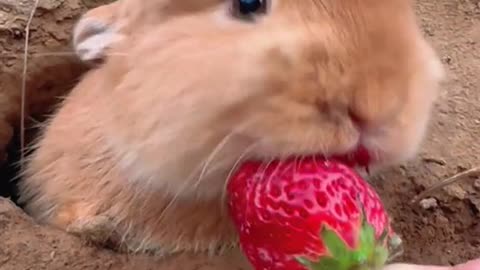 Bunny eating strawberry