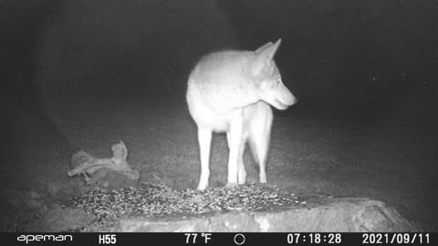 COYOTE ON TRAIL CAM