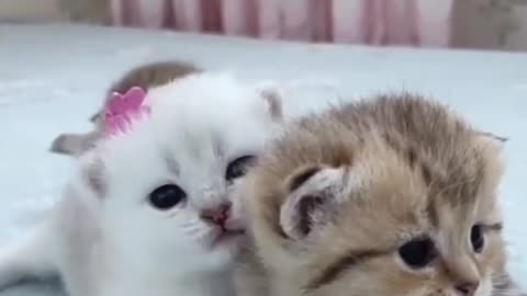 How cute these cats are😍