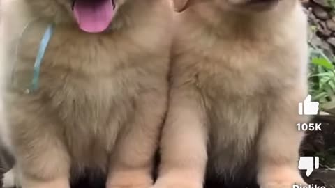 Fluffiest Golden Retriever Pups!!