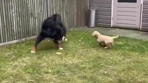 "Golden retriever puppy meet big dog"