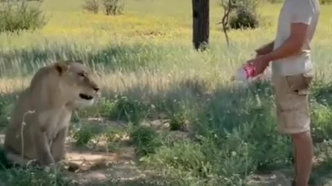 Pure love between a lion and a man