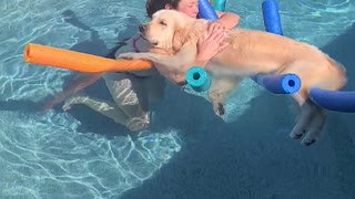 Using Pool Noodles to Keep Golden Floating While Cuddling