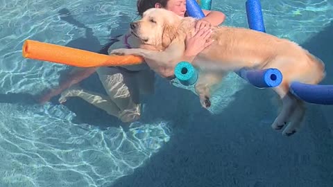 Using Pool Noodles to Keep Golden Floating While Cuddling