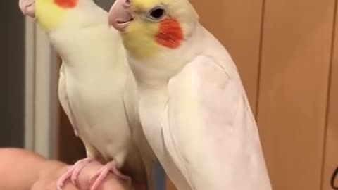 Funniest animal Beautiful parrot