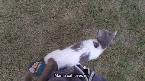 Adorable Kittens Asking For Milk But Mother Cat Ignoring Them