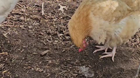 OMC! Orpington's hunt for worms and then a hen gets upset at???