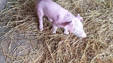 11 #pig #pigs #piggy #pigsofinstagram #piglet #minipig #piggies #oink #petpig