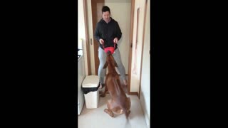 Dog hilariously Wins Tug Toy From Weight Lifter, Then Beats Him Up With It!