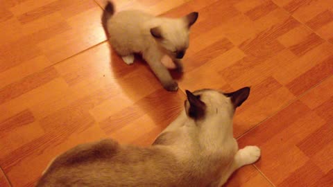 Watch this Kitten Plays With Its Mother Cat