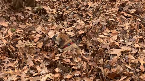Happy Bulldog Loves Playing in Leaf Pile