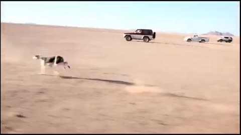 Dogs Race competition in UAE desert @animalstv7172