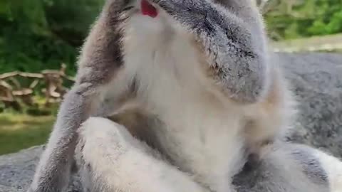 The lemur