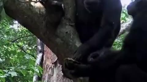 chimpancés golpeando tortugas para comerlas