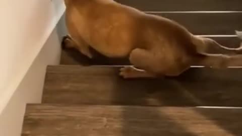 Look at this dog how he comes down the stairs in a funny way