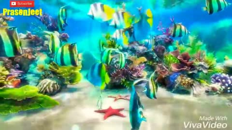 Amazing 3d Fish Underwater Video By Prasenjeet Meshram