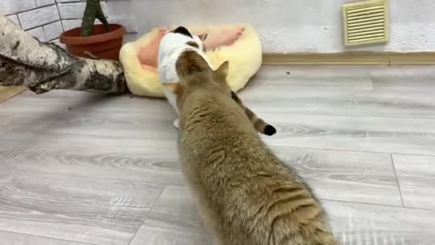 Dad cat meets tiny kitten Kiki for the first time and decides to hiss at mom cat