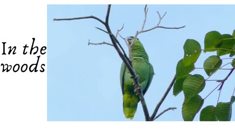 Parrot in the woods