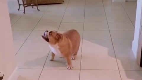 BEST FUNNY DOGS VIDEOS BULLDOG ARE AWESOME