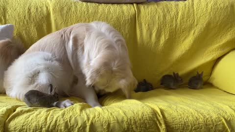 Golden Retriever Tries to Play with a Baby Bunnies!